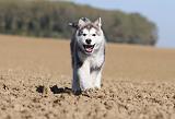 ALASKAN MALAMUTE 200